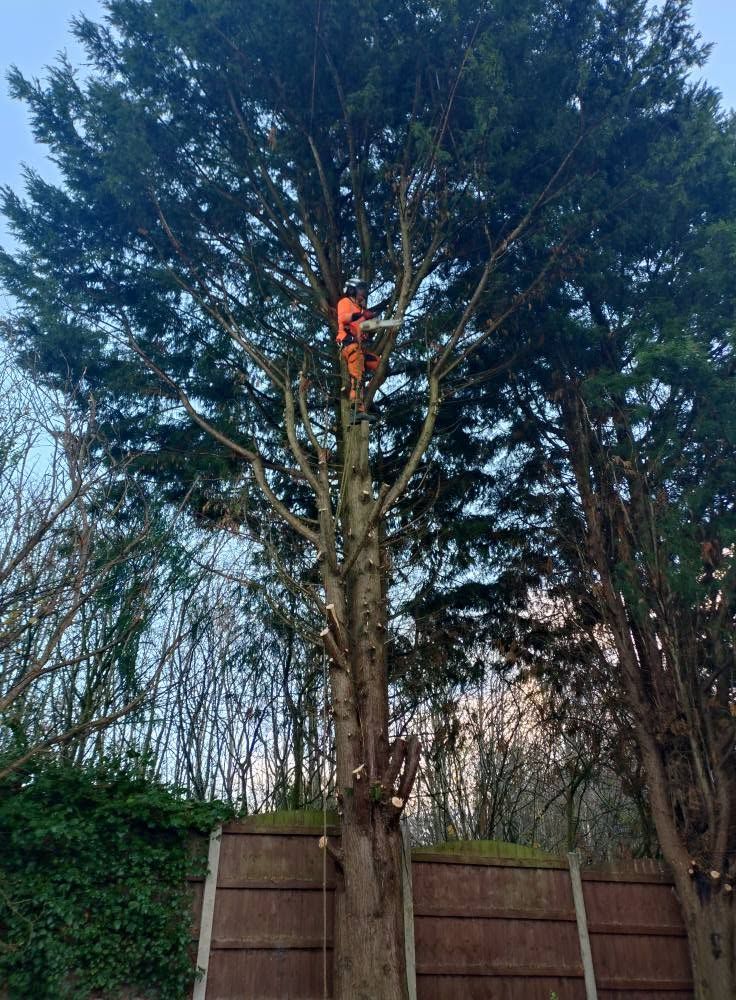 A climber working in a large conifer