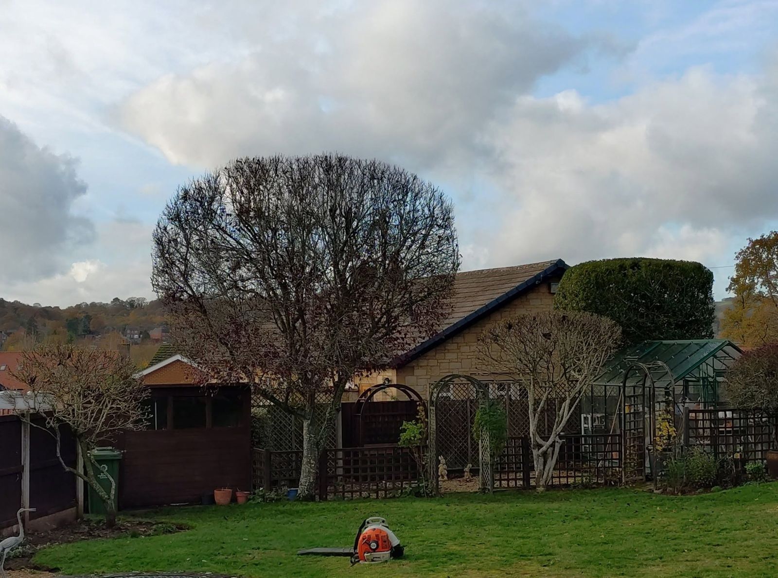 A large rounded tree behind a bungalow after tree work