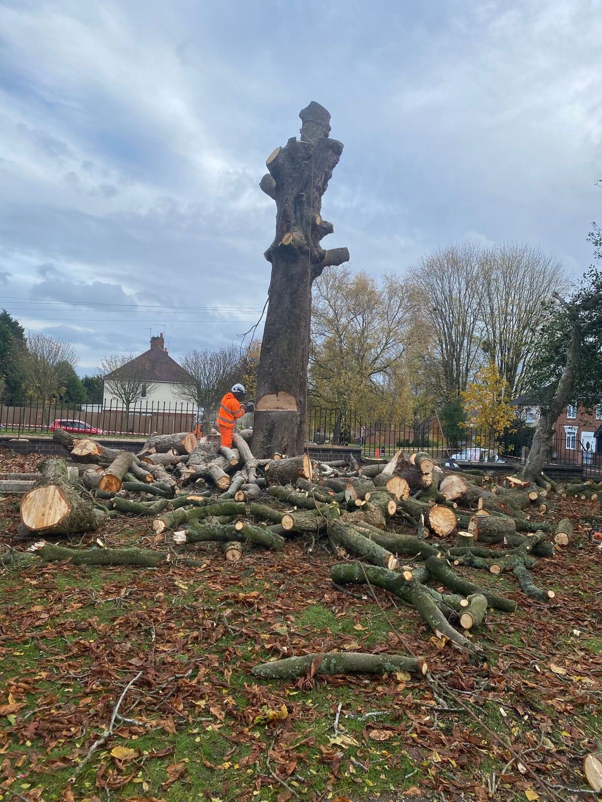 A big tree taken down to its main stem, with cut logs across the ground
