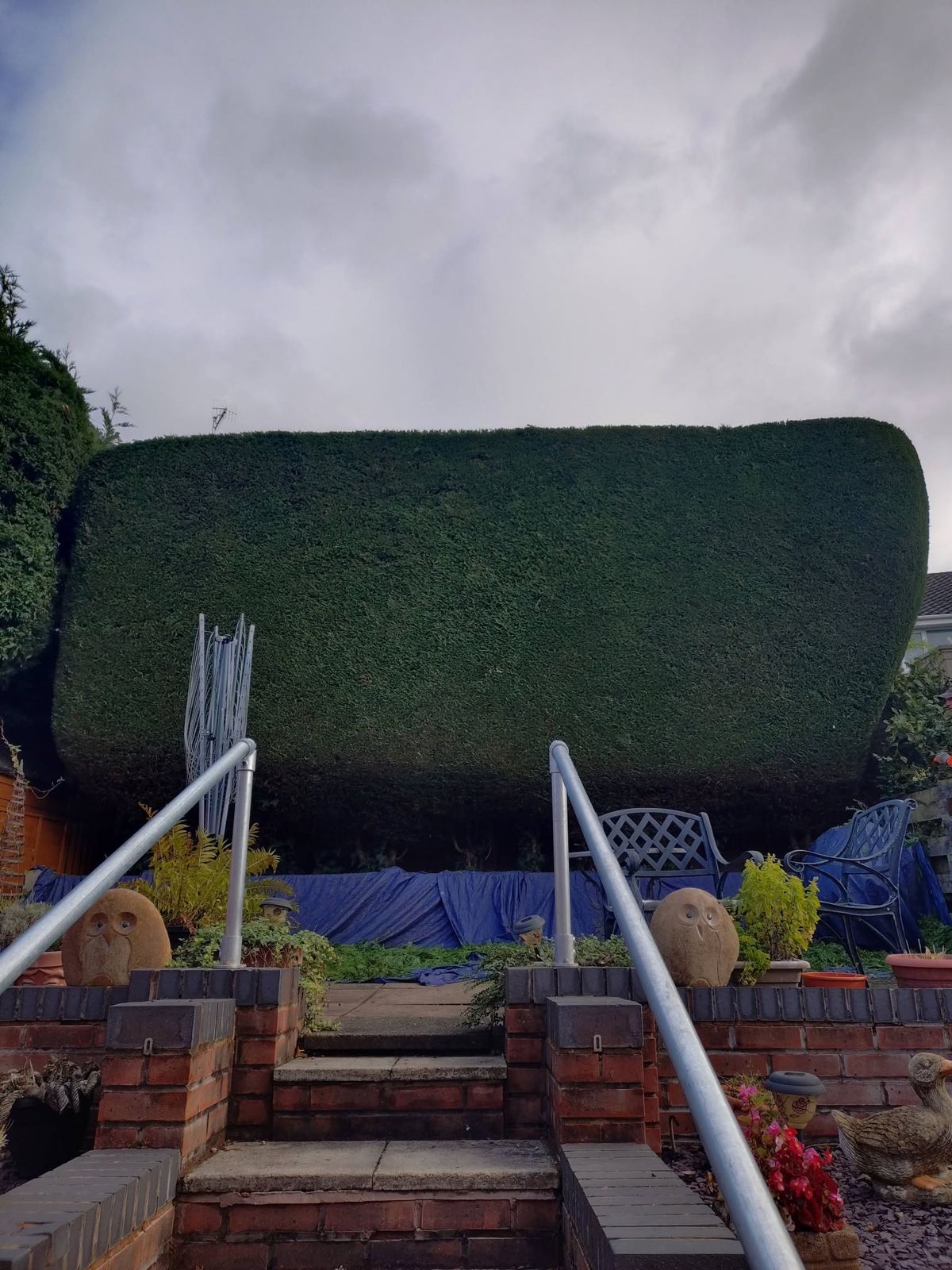 A tall conifer hedge cut flat behind garden steps