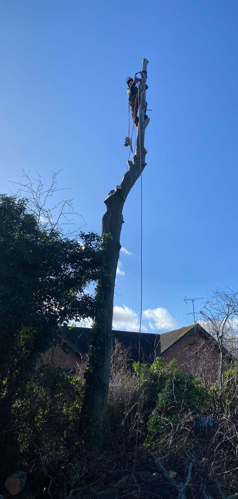 A climber on a tall bare stem against a blue sky