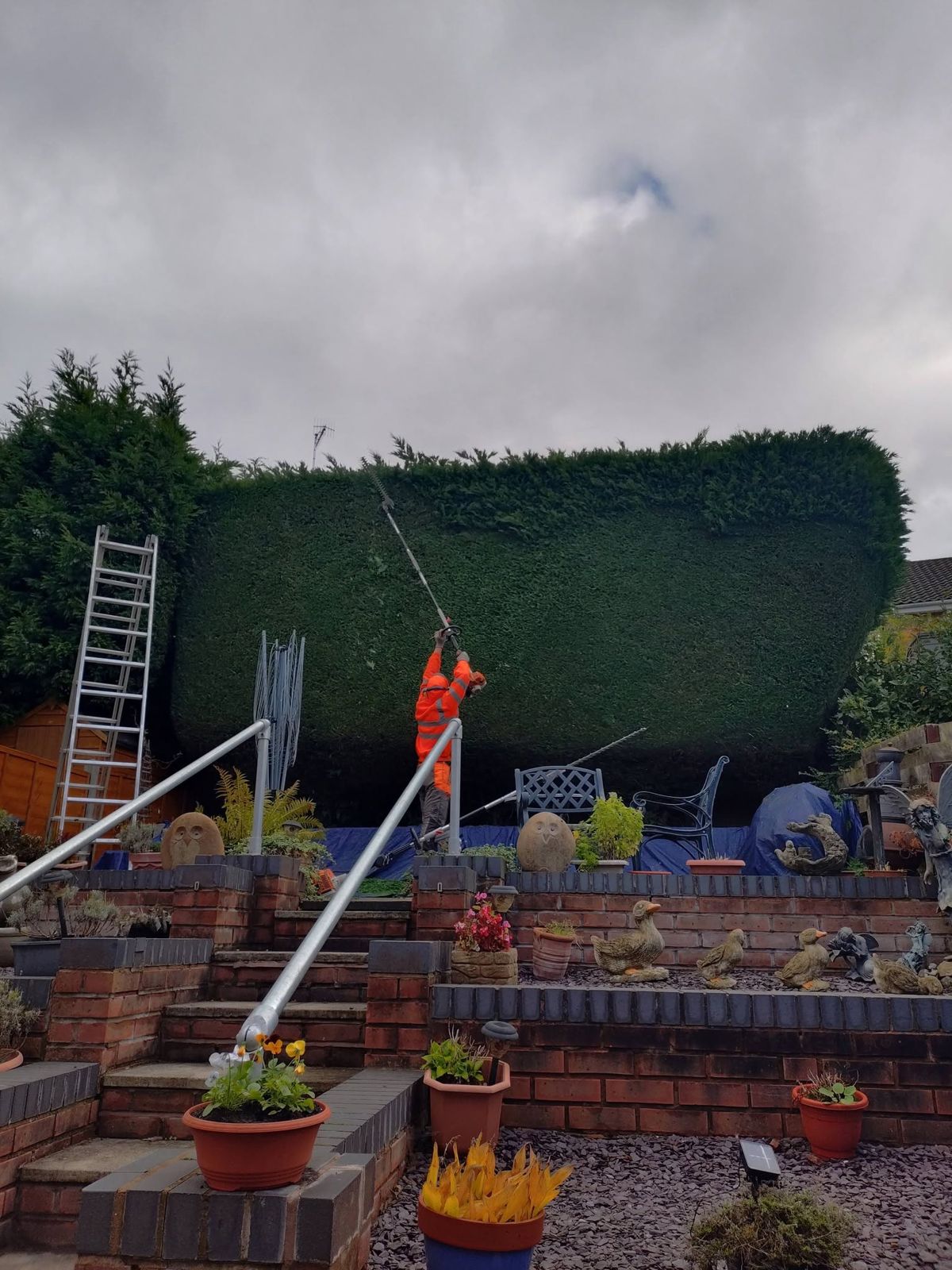A climber on a ladder trimming a tall conifer hedge