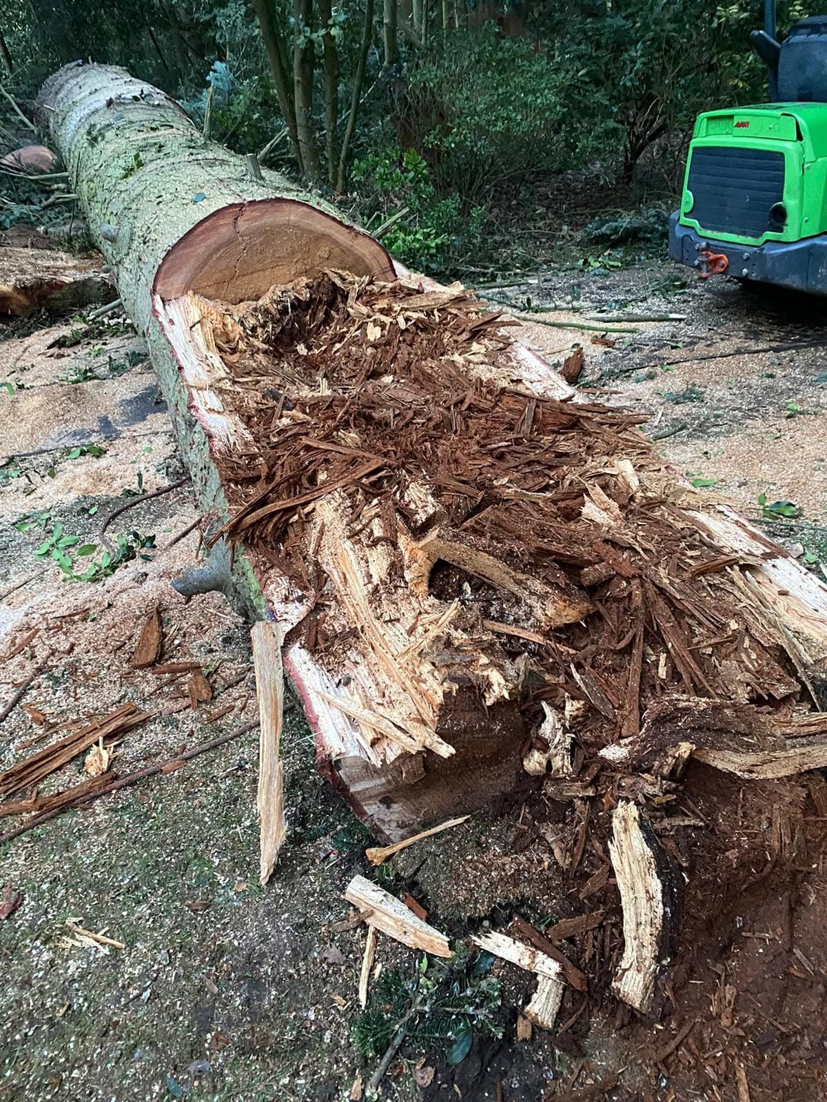 A split trunk section showing decay inside