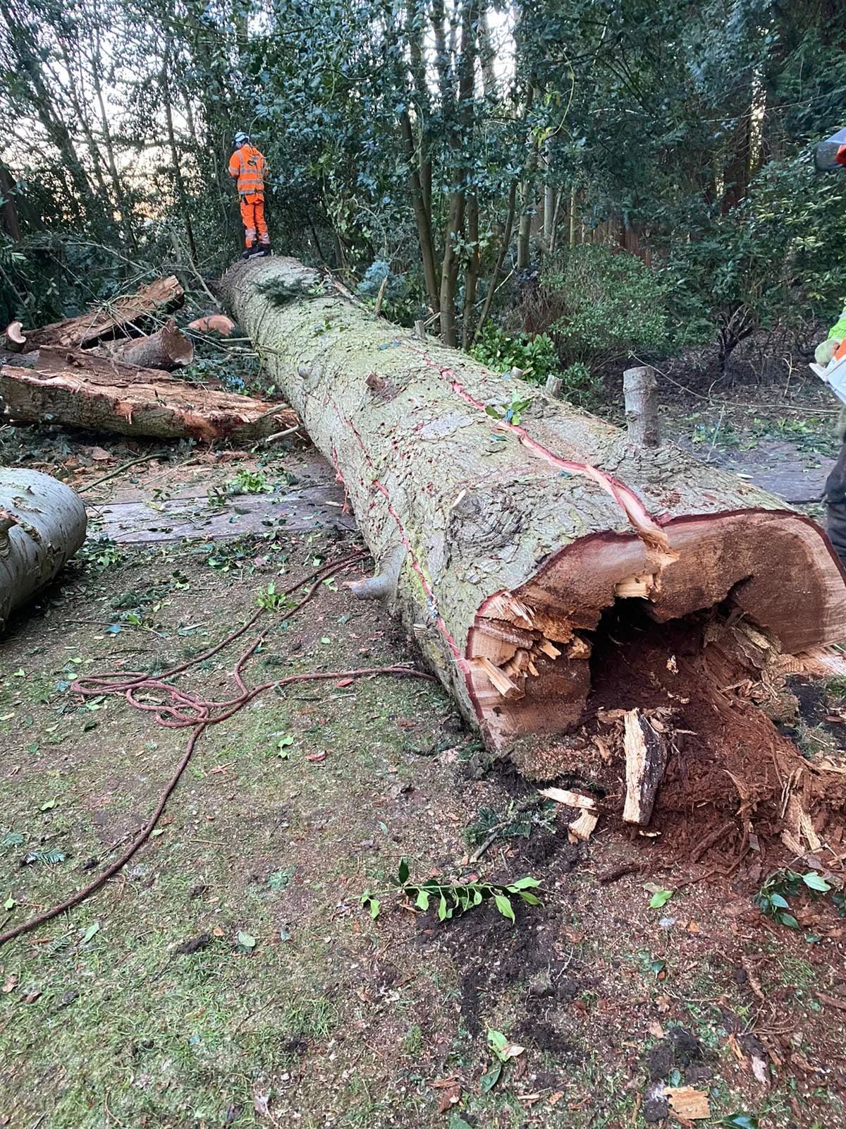 A felled trunk with a hollow core and a team member beside it