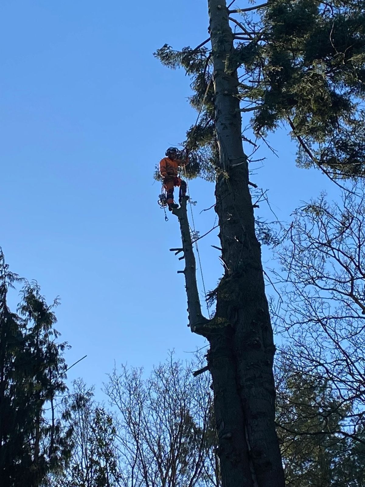 A climber high on a tall trunk against a blue sky