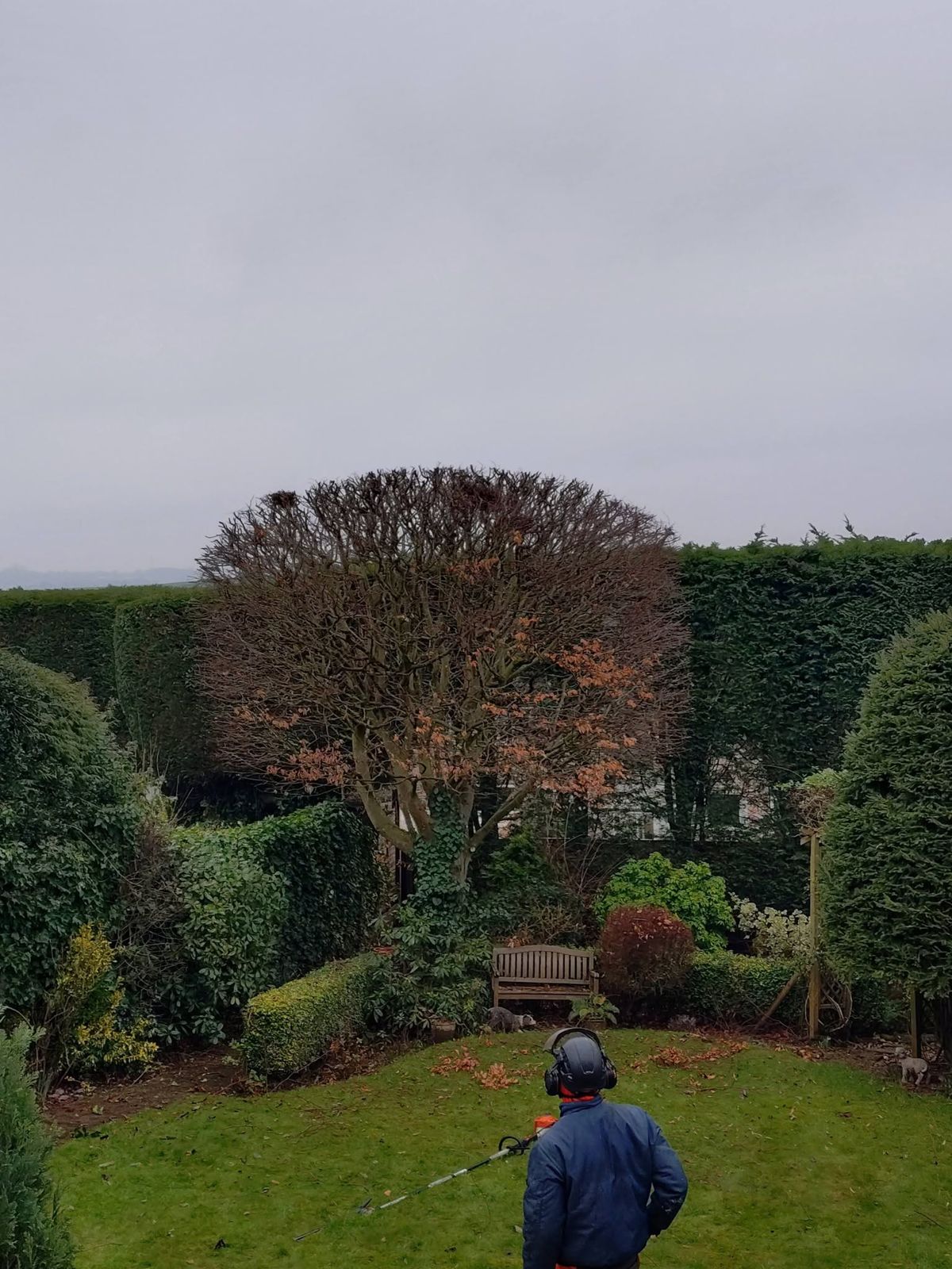 A neatly rounded tree in a hedged garden with a team member on the lawn