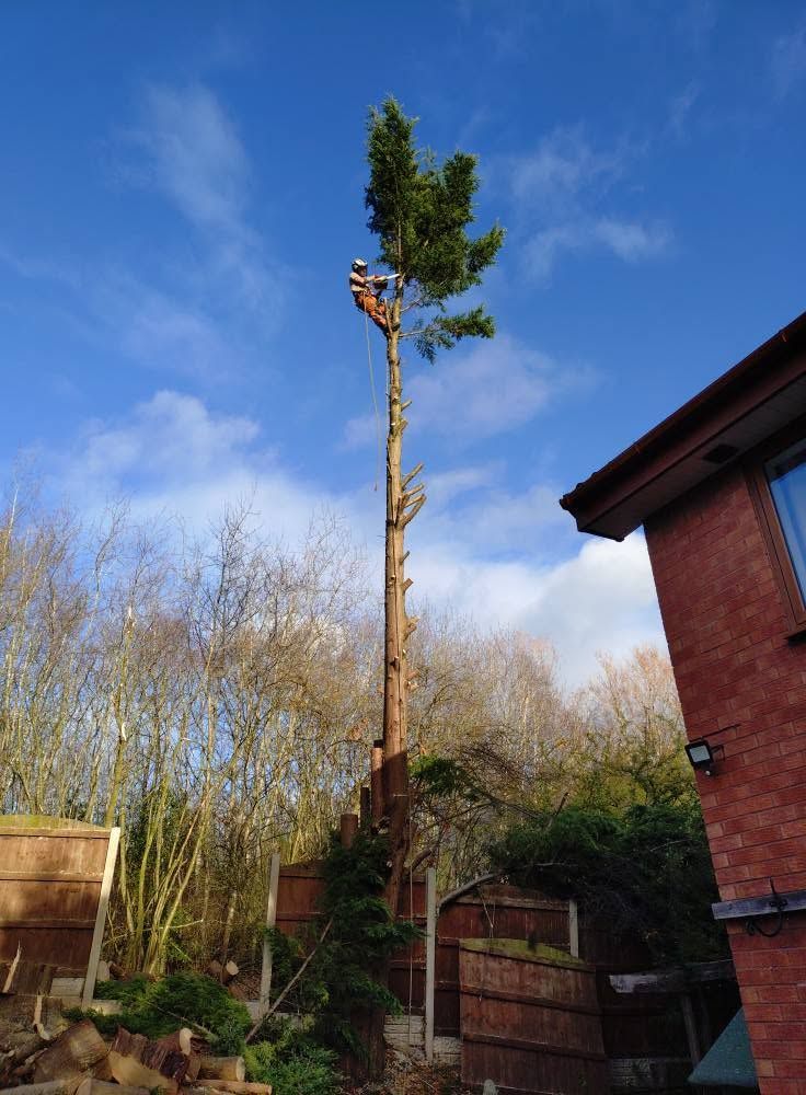 A climber taking down a tall pine beside a garden fence