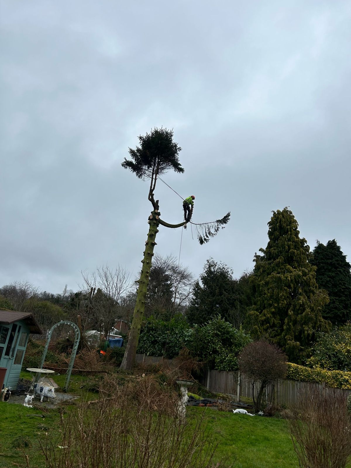 A climber roped up a tall pine in a back garden