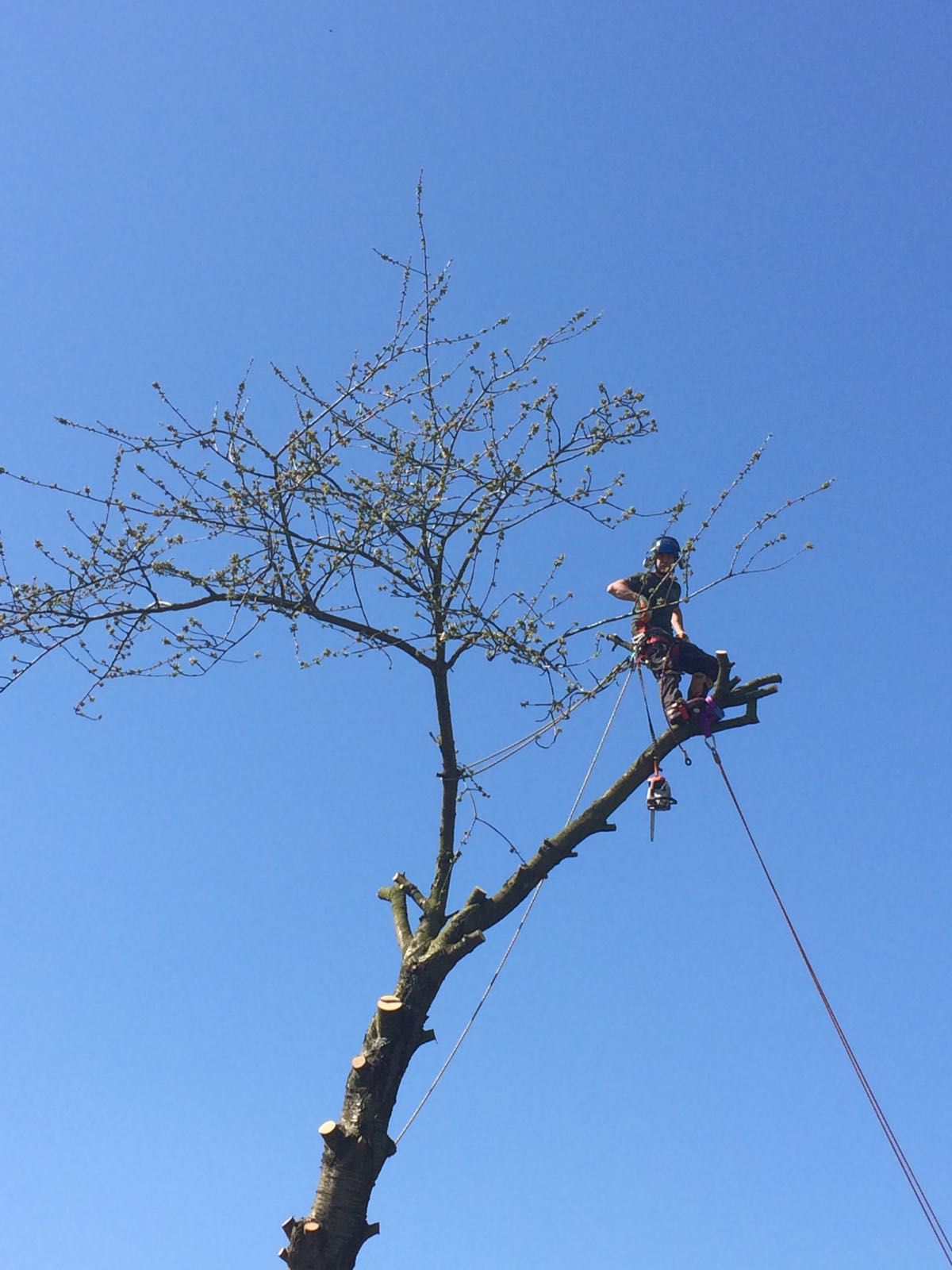 A climber in a reduced tree against a blue sky