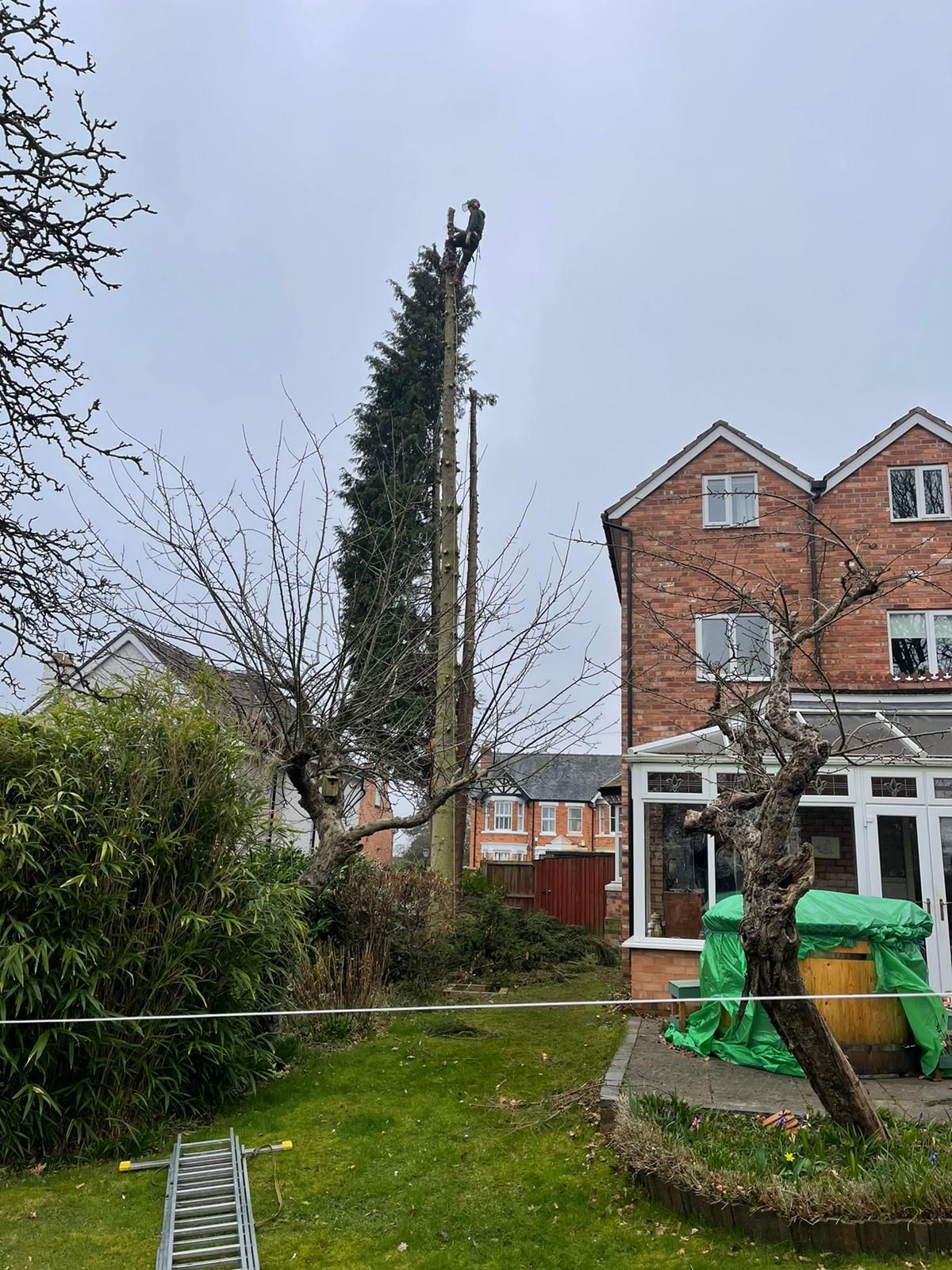 A topped tree and a conifer beside a brick house, with a ladder on the lawn