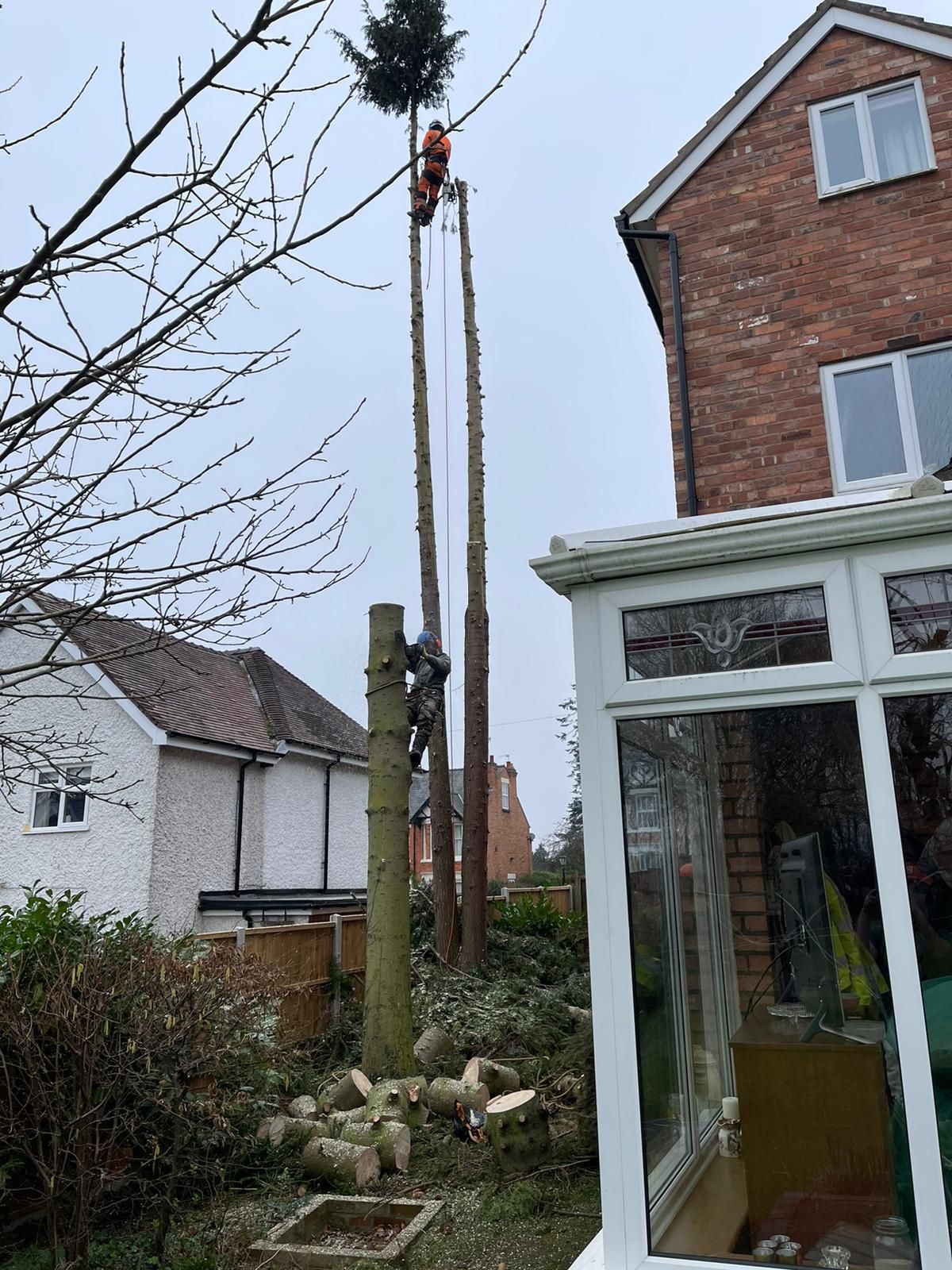 A climber on a tall stem beside a three-storey house, with cut rounds below