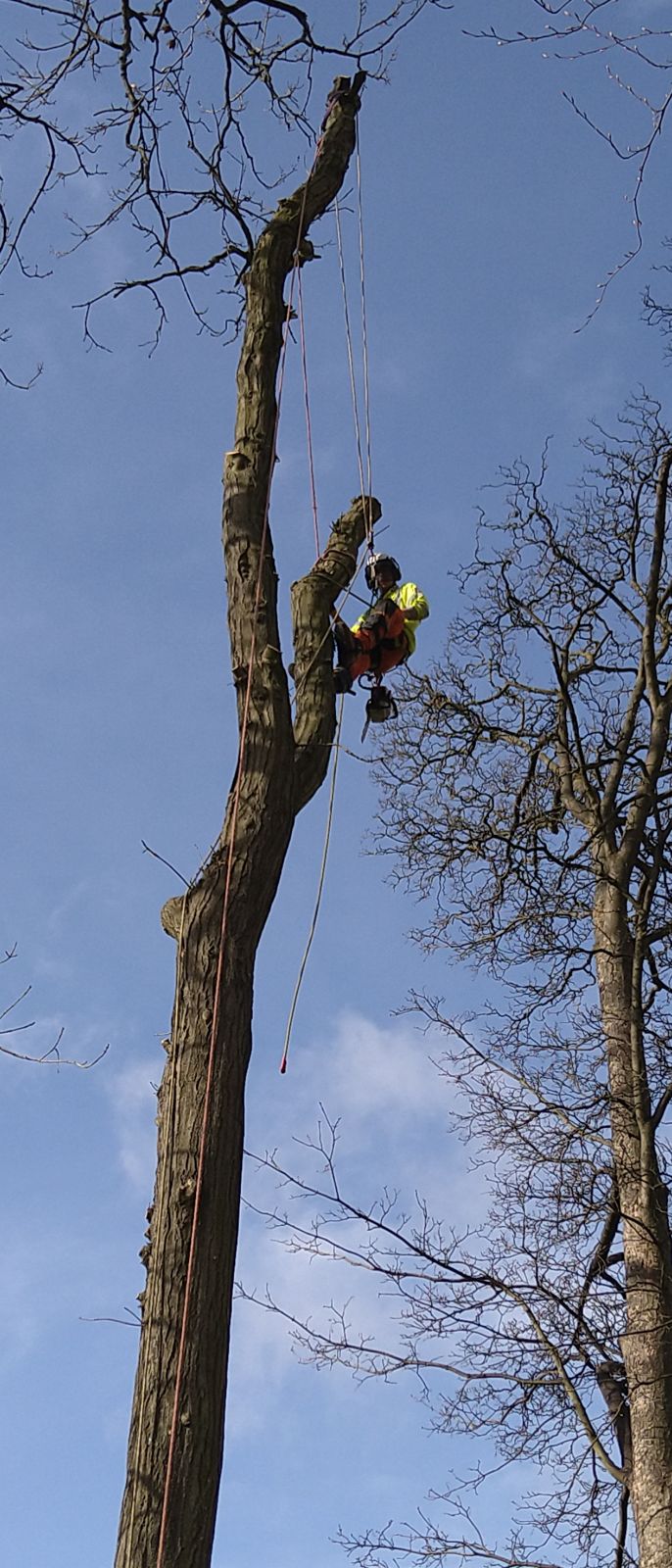 A climber high on a bare trunk against a blue sky