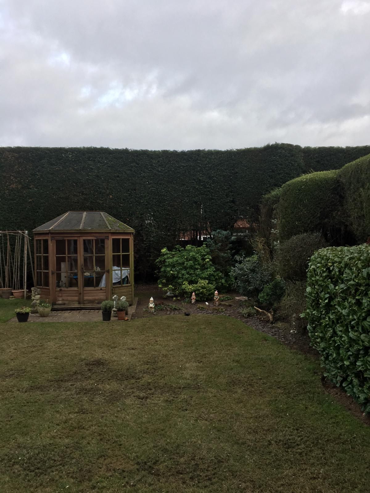A long, tall hedge cut flat behind a lawn and summer house