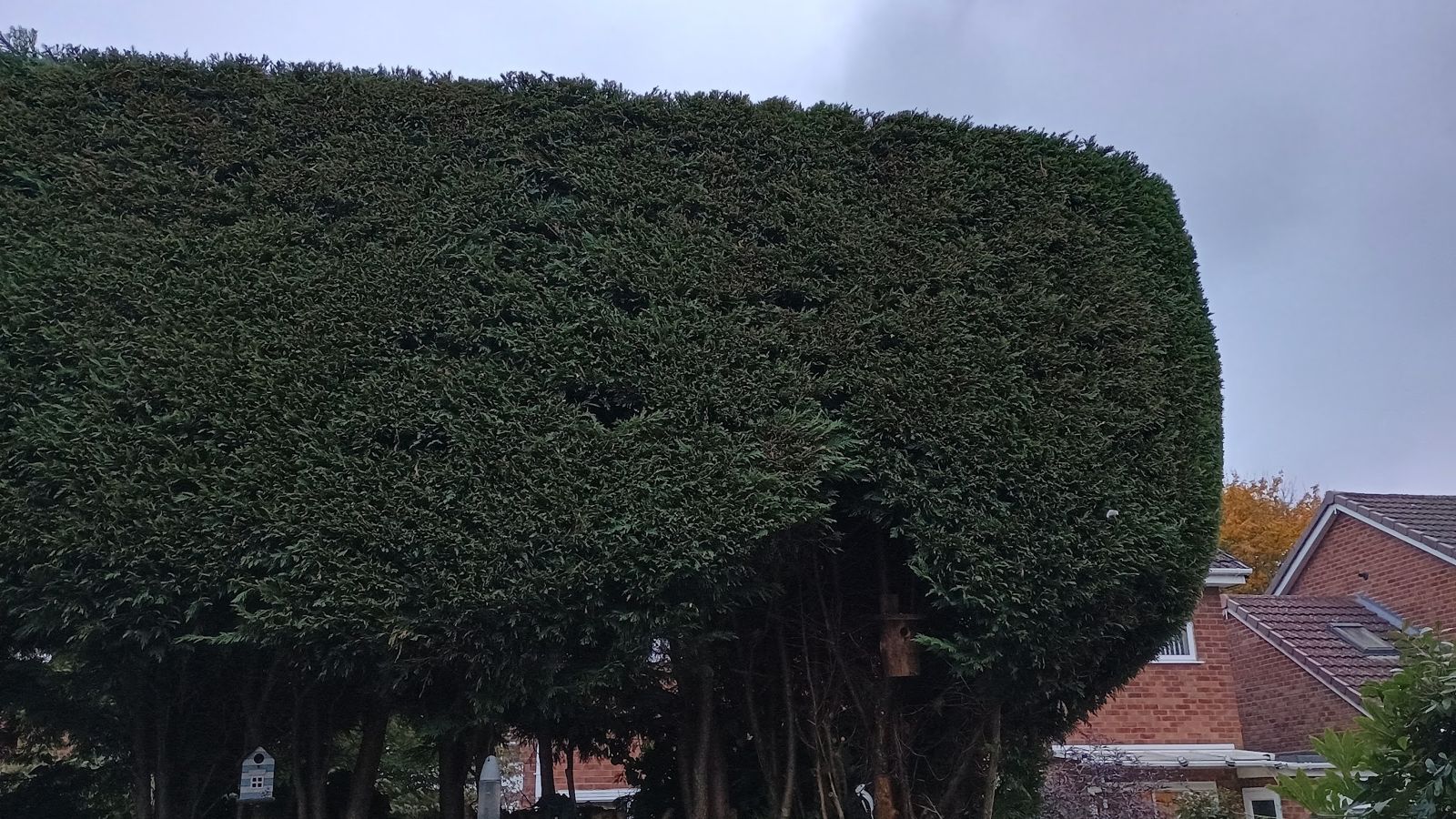 A tall conifer hedge cut back to a neat flat top